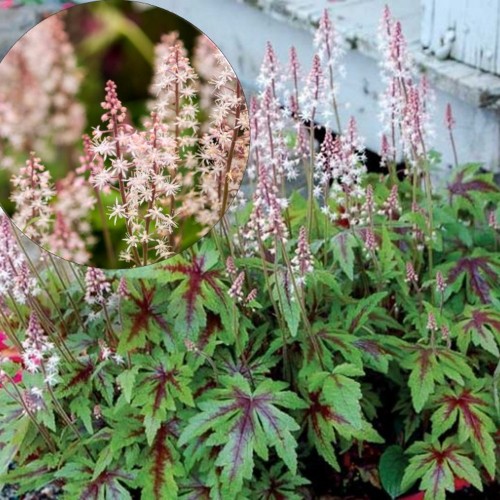 Tiarella 'Sugar and Spice' - Aedtiarell 'Sugar and Spice' P9/0,55L 